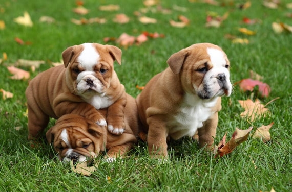 bulldog shedding