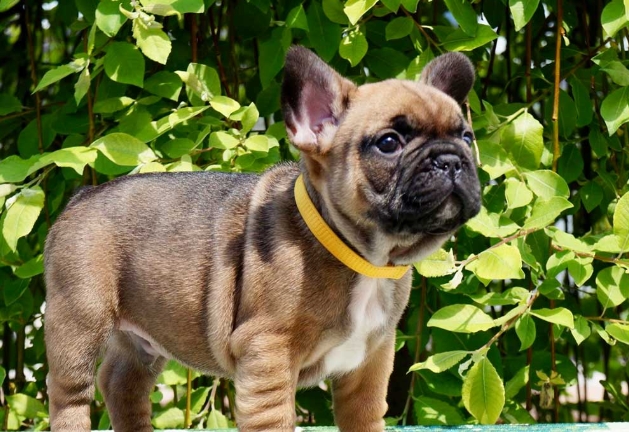 red fawn french bulldog