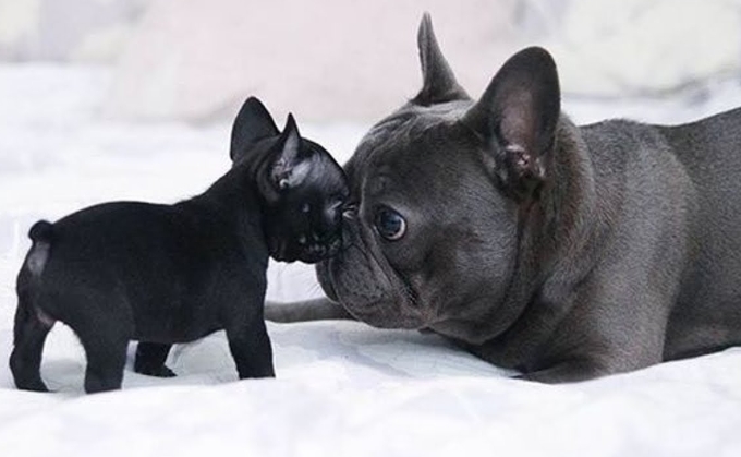 cute french bulldog