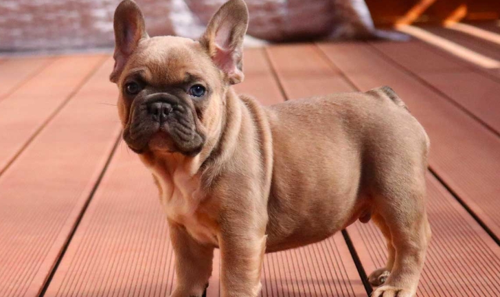 fawn french bulldog