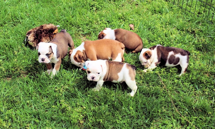 miniature english bulldogs for sale near me