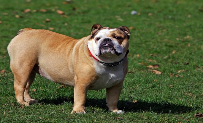 purebred english bulldog