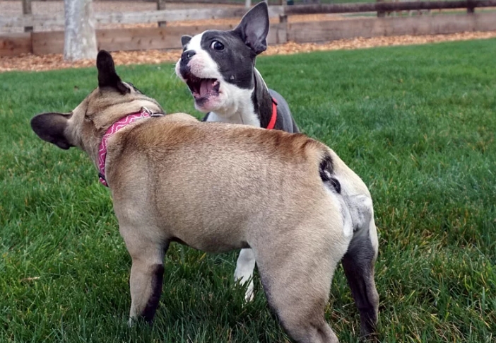 aggressive french bulldog