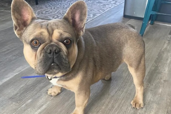 blue tan french bulldog