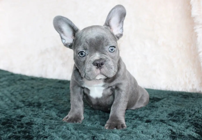 grey french bulldog puppy