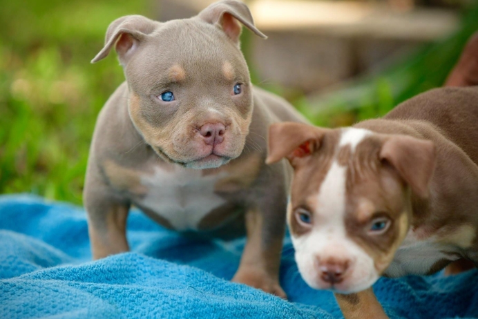 micro pocket bully puppies for sale