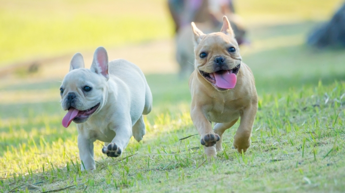 white french bulldog price