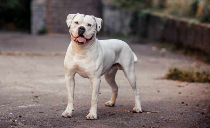 american bulldog breeders