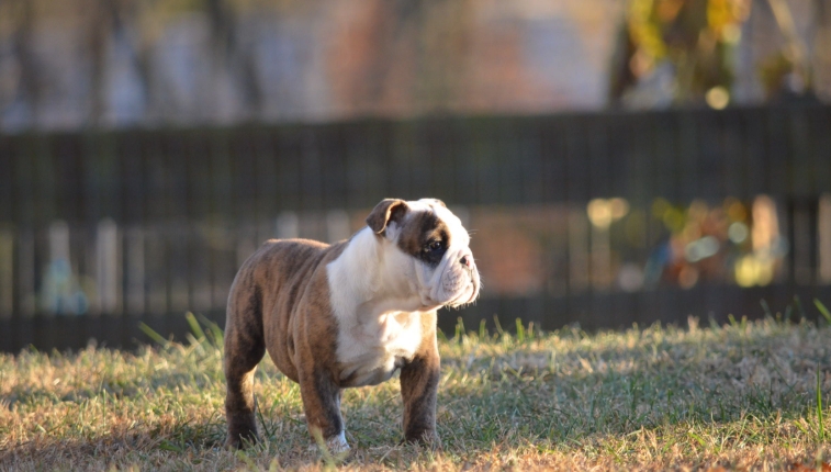 akc english bulldog