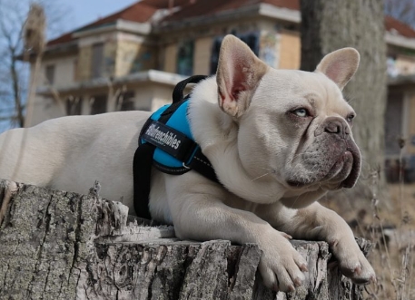 blue lilac french bulldog