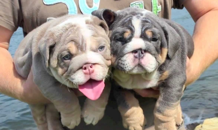 blue english bulldog puppies for sale