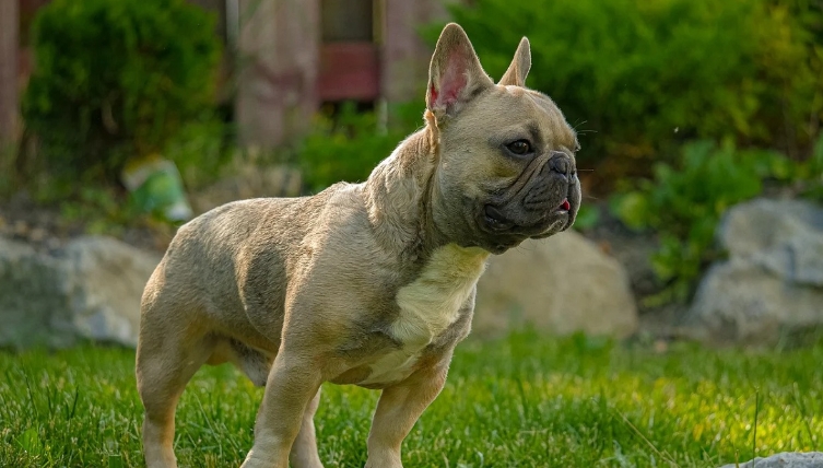 lilac and tan french bulldog price