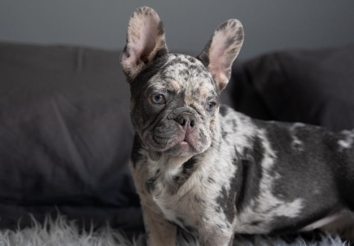 brindle french bulldog