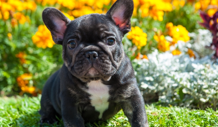 black french bulldog puppy