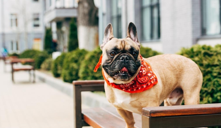 purebred french bulldog