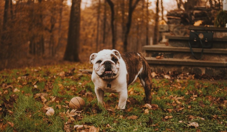 victorian bulldog for sale