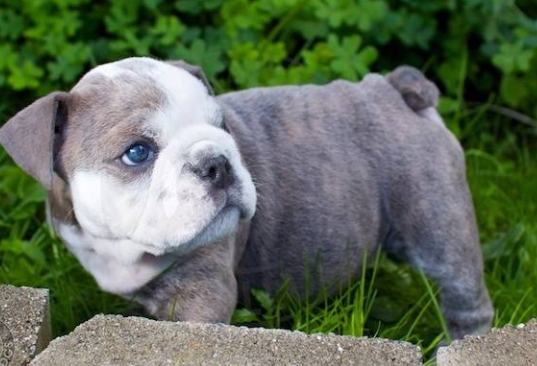 blue eyed bulldog