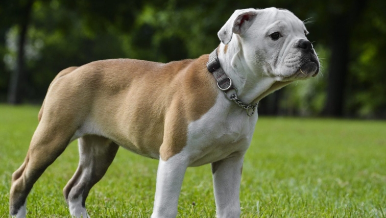 old english bulldog for sale near me