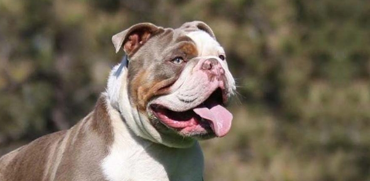 olde english bulldogge puppies for sale near me