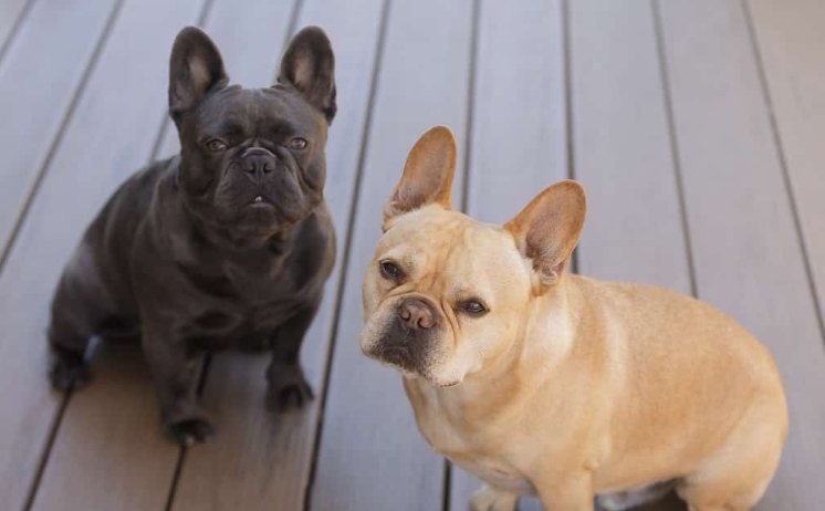 female french bulldog