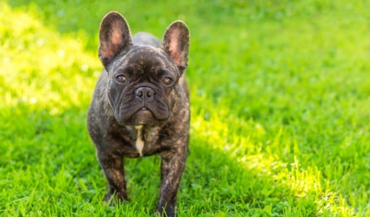 brindle french bulldog for sale