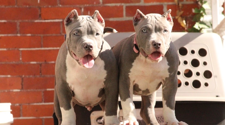 xl bully puppies for sale near me