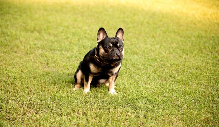 adult french bulldog for sale