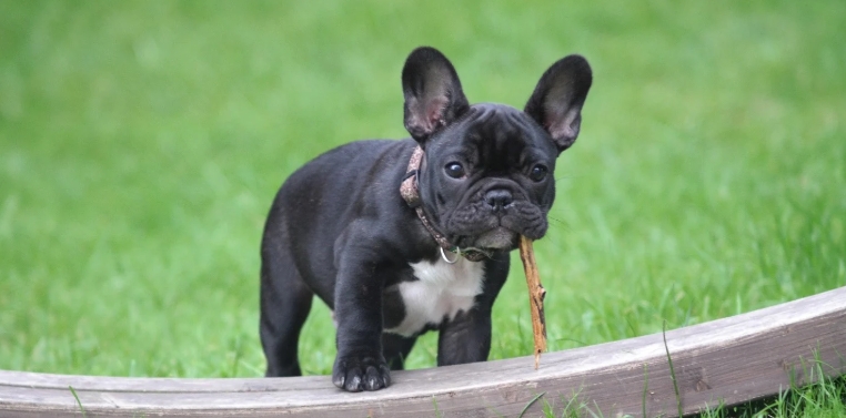 black french bulldog