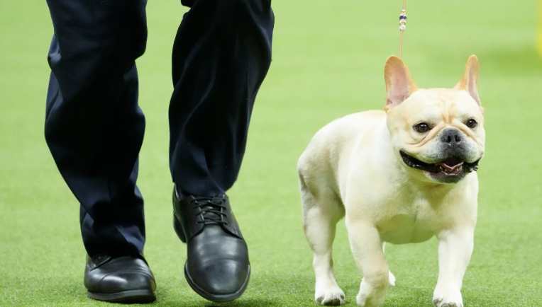 akc french bulldog