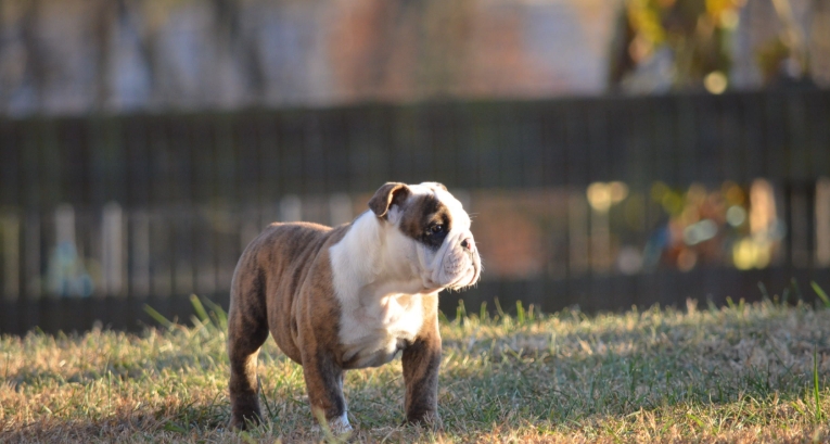 english bulldog puppies for adoption