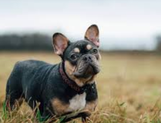 black and tan bulldog