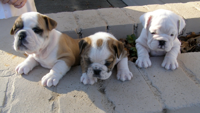 mini english bulldog for sale