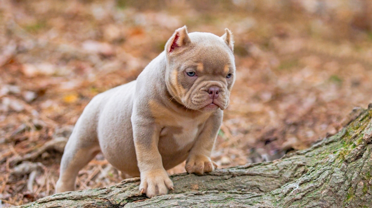 xl bully puppies for sale