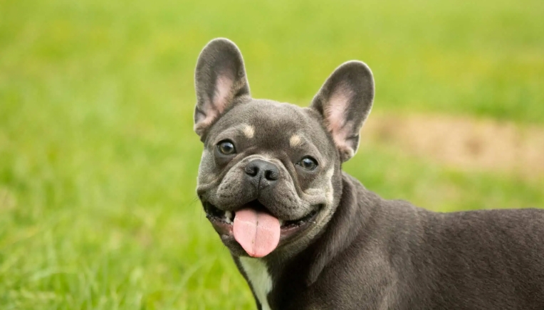 best diet for french bulldog