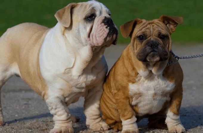 australian bulldog puppies