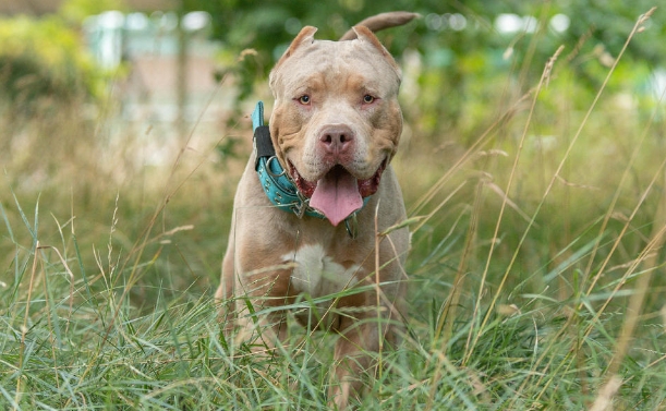 american xl bulldog