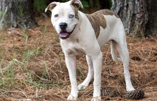 american bulldog pitbull