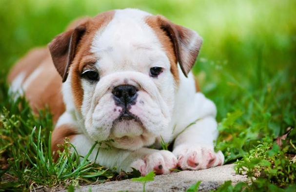 american bull dog puppy