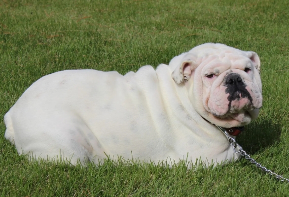 adult english bulldog