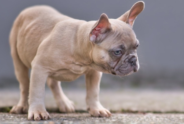 fawn french bulldog price