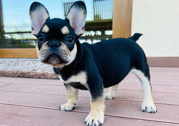 black and tan french bulldog