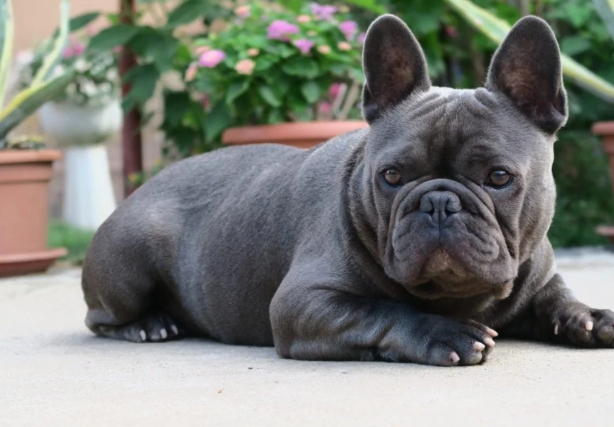 male french bulldog