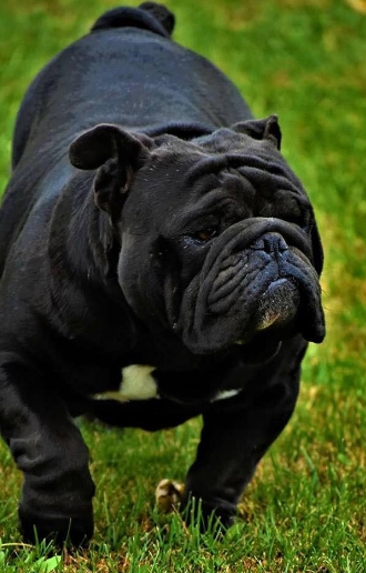 black english bulldog