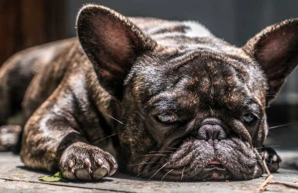 lilac brindle french bulldog