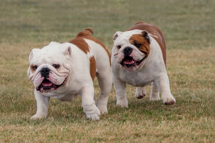 old english bulldog price