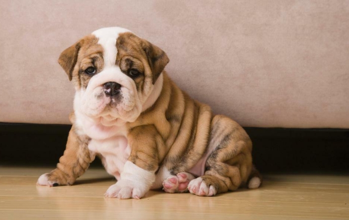 teacup english bulldog