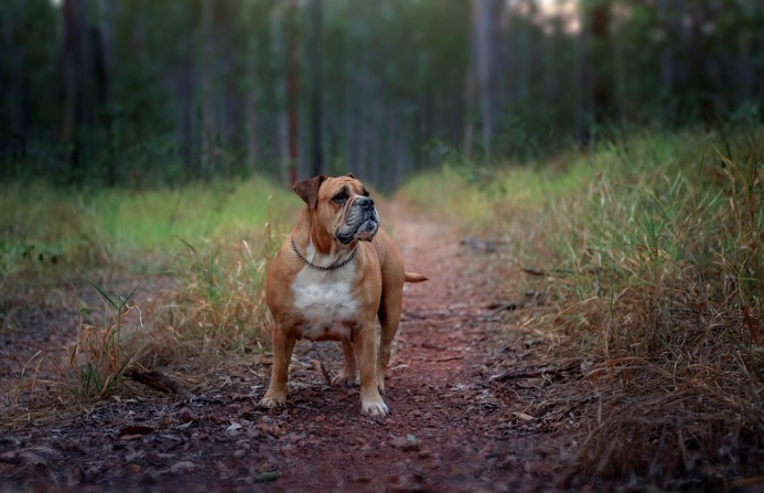 australian bulldog for sale