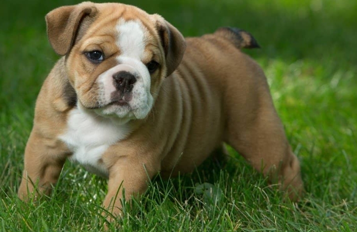 white english bulldog