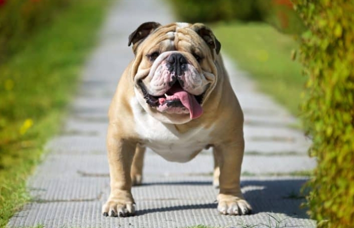 bulldog puppy price