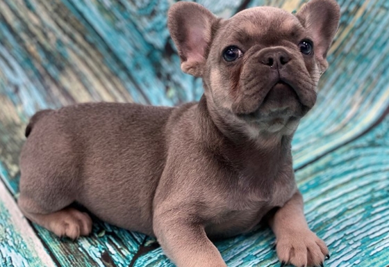 blue sable french bulldog